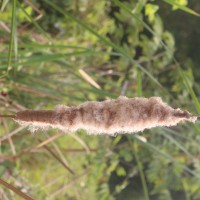 Typha angustifolia L.